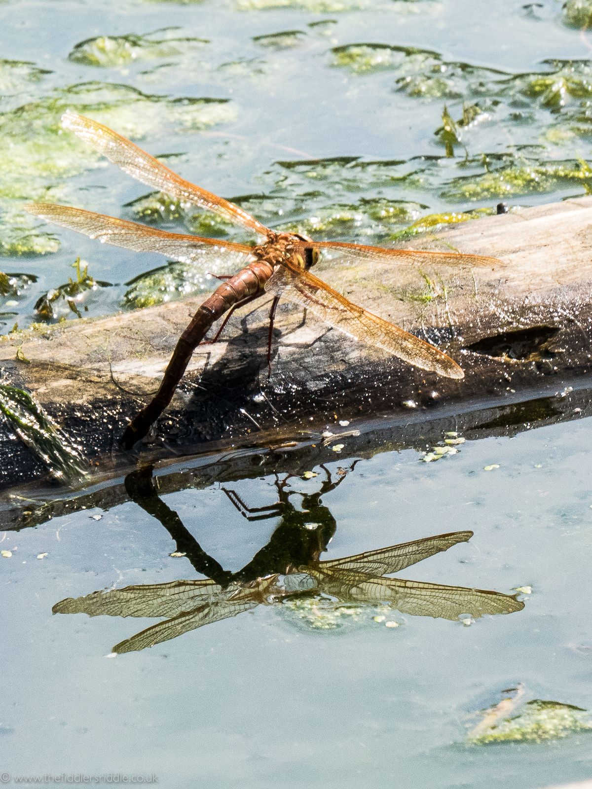 Dragonfly-2017326-11 – The Fiddler’s Riddle